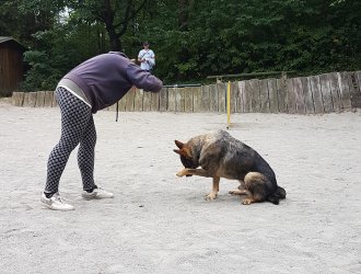 Výcvik psů ŠD